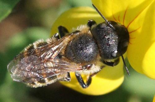 Osmia aurulenta